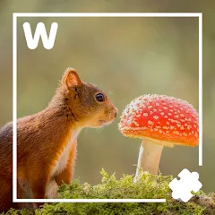 Взломанная 7000 words (семь тысяч)  [МОД Много денег] - стабильная версия apk на Андроид