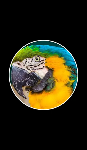 Word Rings 2  [МОД Много монет] Screenshot 2